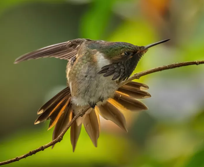 Su, Yuan: Volcano Hummingbird