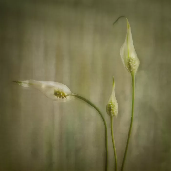 Stas, Marie-anne: Peace Lily