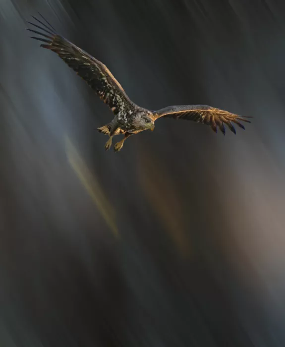 Wallberg, Allan: The Great Eagle