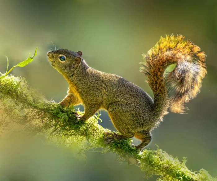 Su, Yuan: Squirrel