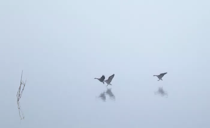 Jin, Jie: Landing