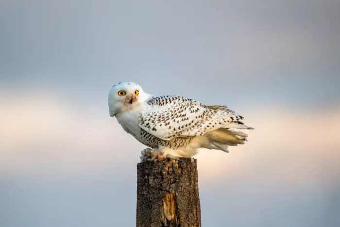 Wang, Ti: snowy owl