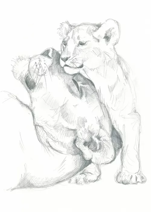 Brent, Isabelle: Étude de dessin : Lionne et son petit