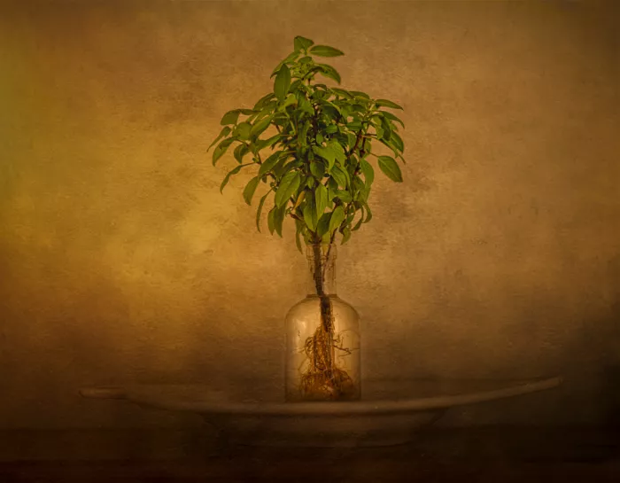 Zhong, John-Mei: Eatable tree