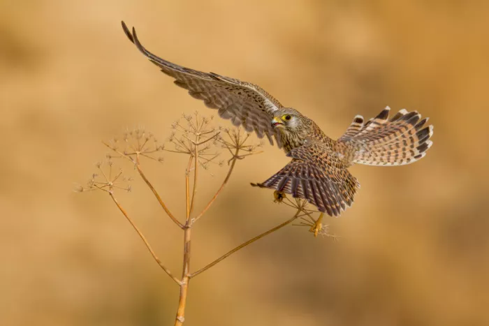 Manusevich, David: Gemeiner Turmfalke