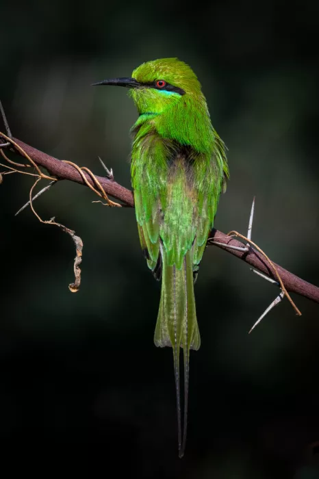 Amro: Bee - eater