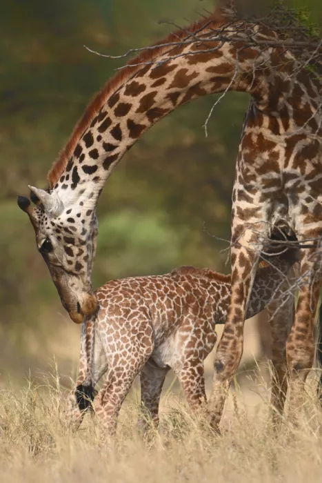 Henley, Nadine: Giraffe and baby