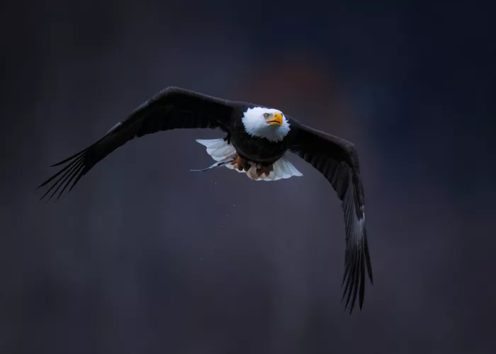 Xiao, Hanping: Flug in Bewegung