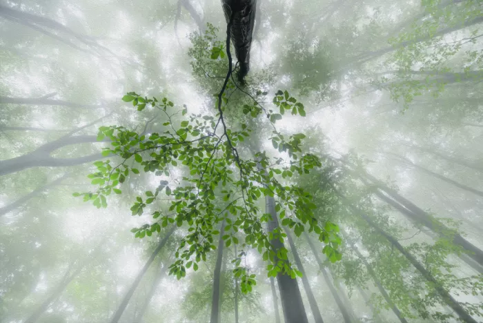 Pavlasek, Tom: Spring story of the forest