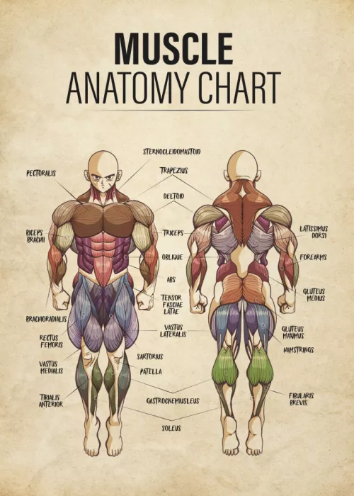 Roze, Fadil: Anatomy Muscle Chart