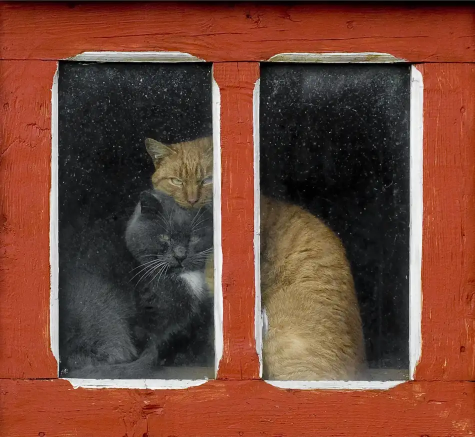 Turcu, Mihnea: Love