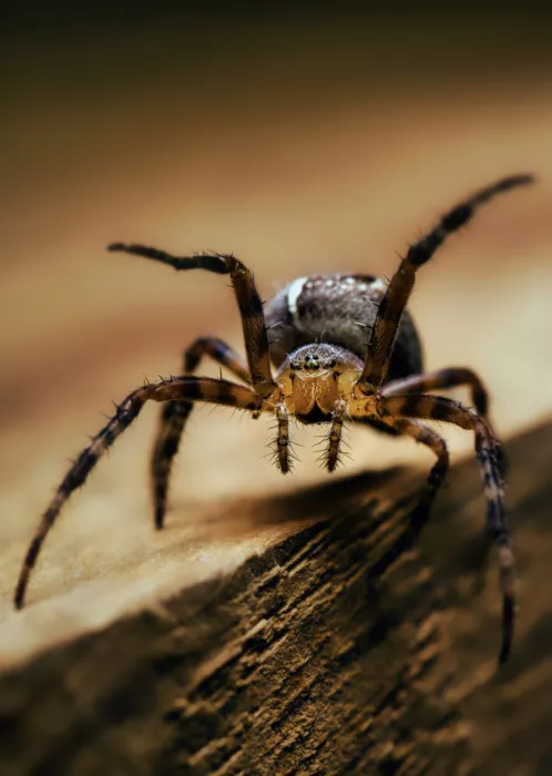 Ionita, Radu: Araneus diadematus