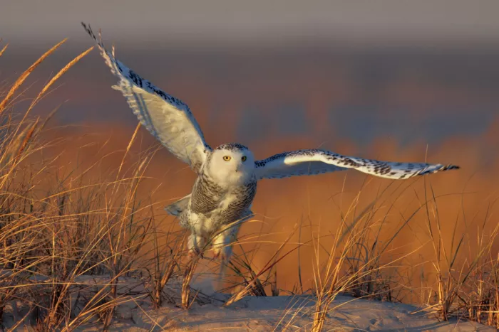 Lam, Gavin: Snowy Owl at dusk