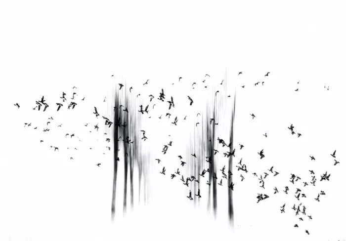 Lee, van Hilda: black birds
