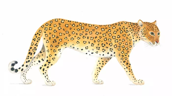 Brent, Isabelle: Élégance du léopard