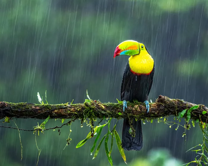 Su, Yuan: Where can I take shelter from the rain?