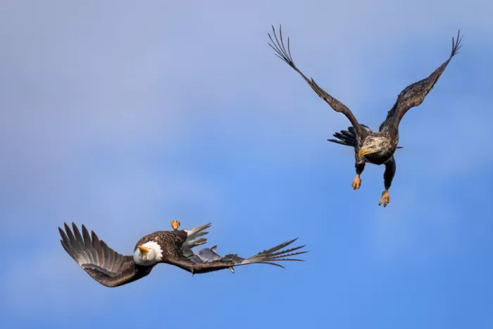 P., Ruiqing: Sky Chase