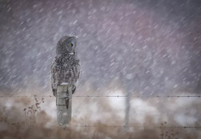 Zhu, Eugene: Waiting in heavy snow