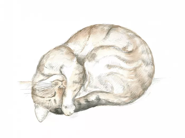 Brent, Isabelle: Gato atigrado durmiendo