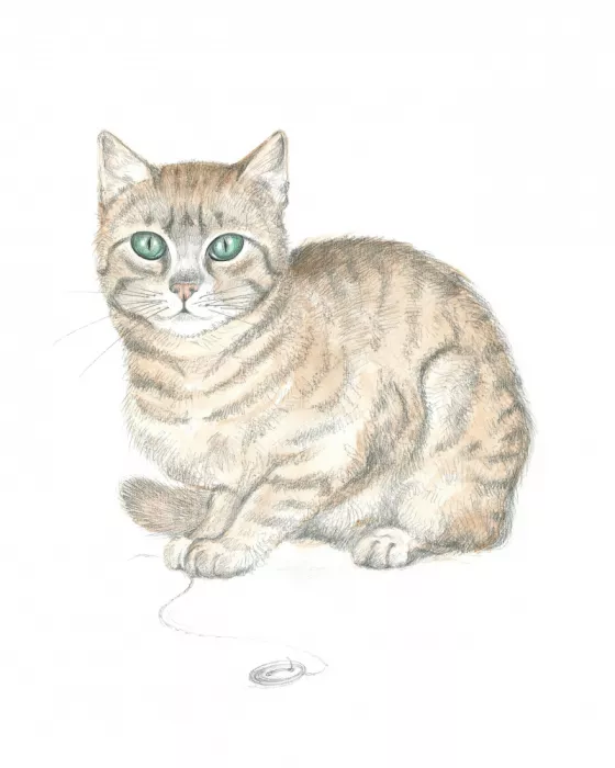 Brent, Isabelle: Chat tigré et bouton