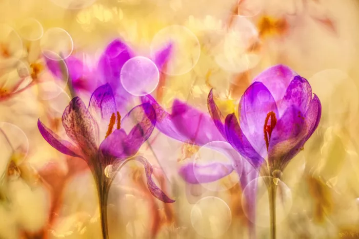 Lee, van Hilda: purple party