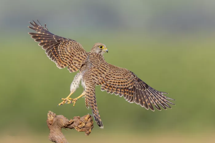 Mizrachy, Haim: Modell eines Turmfalken in freier Natur