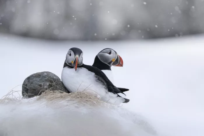 Meier, Tom: Puffins in snow