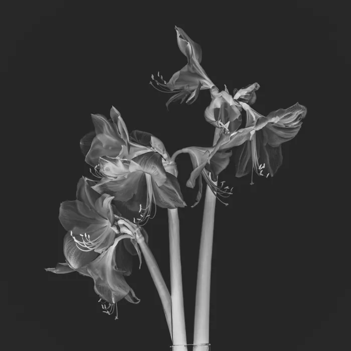 Louwen, Fred: Ein Strauß Amaryllis