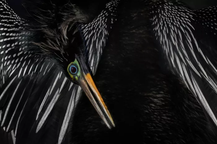 Lester, D Linda: Anhinga in abito riproduttivo