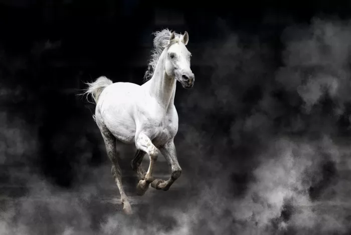 Zhang, Dennis: Cavallo della Fergana 2