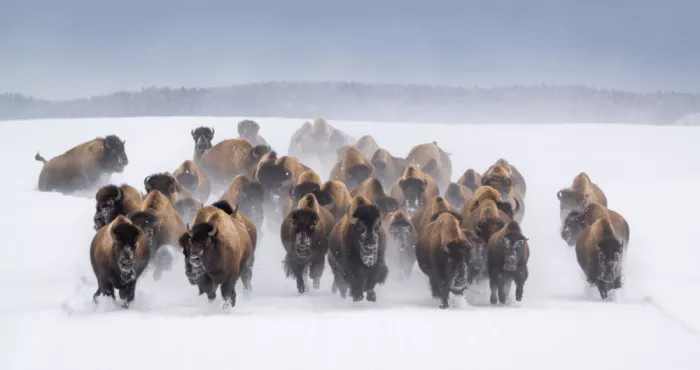 Lai, Vicki: Bisonenlauf