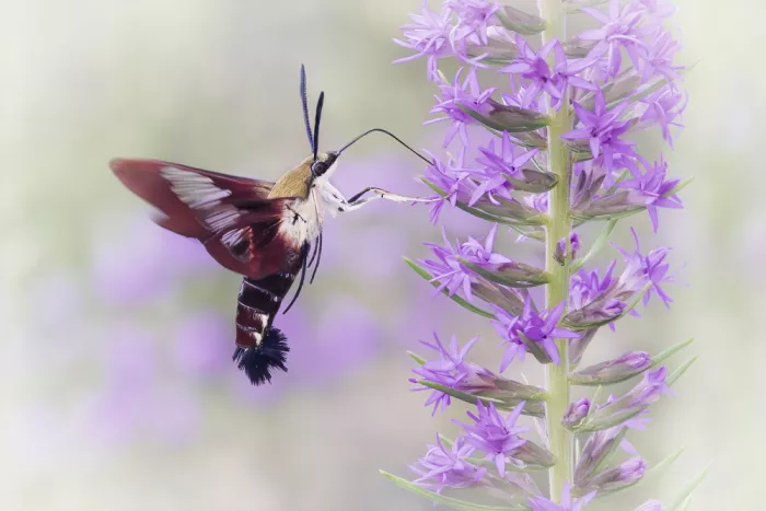 Lester, D Linda: La Bellezza di una Sfinge Colibrì