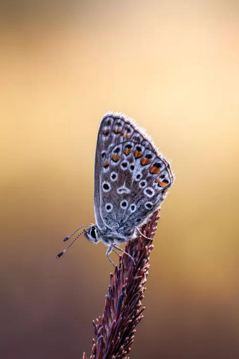 Renmyr, Magnus: Common blue butterfly