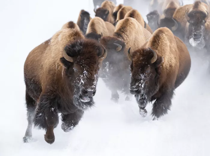 Lai, Vicki: Laufender Bison