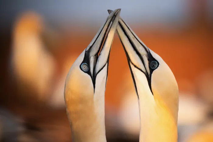 Eisenmann, Ulrike: Gannets in  the evening