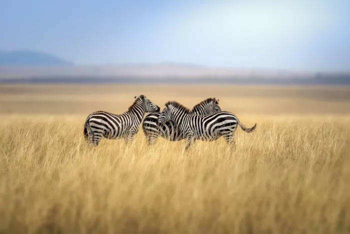 Singh, Anita: Cuddly gang