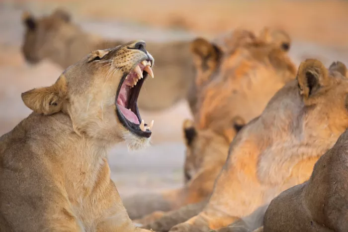 Pozzi, Marco: Lionne