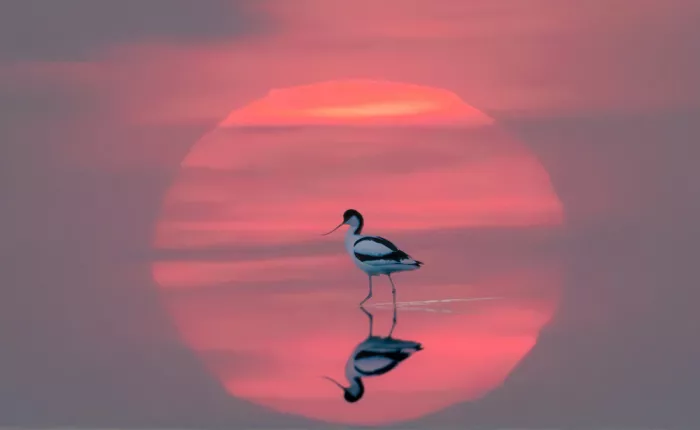 Engström, Erik: In the sunset