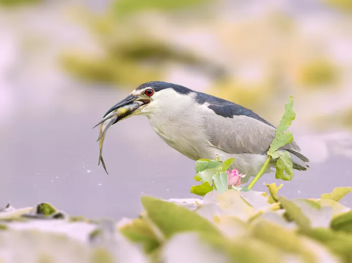Zhang, Robert: Black-crowned Night Heron with a Catch