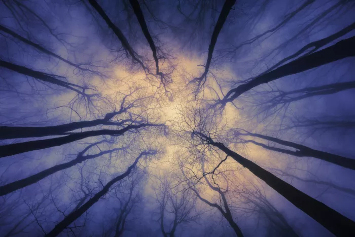 Pavlasek, Tom: Magical forest