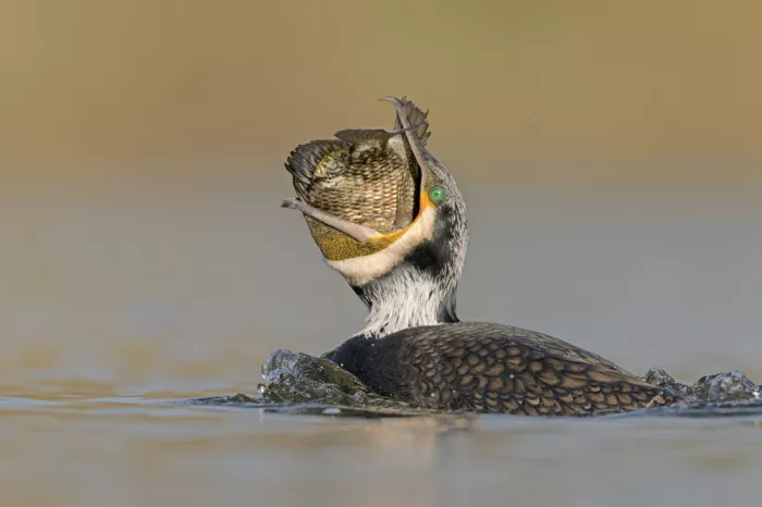 levi, nissim: Great Cormorant