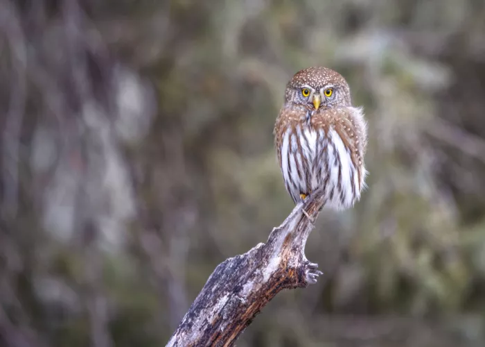 Ying, Li: Pygmy Owl