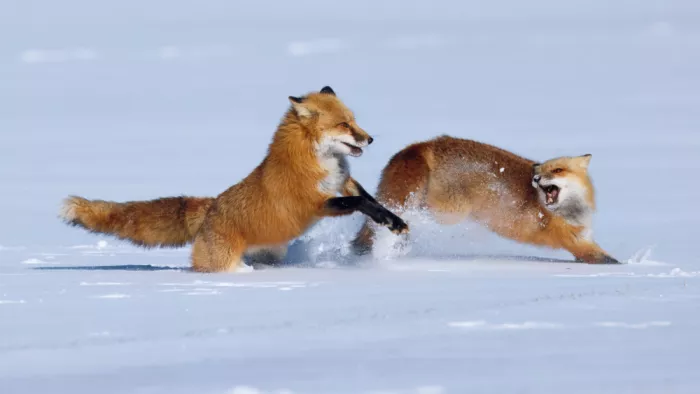 Lam, Gavin: Volpi rosse che si inseguono e giocano sulla neve...