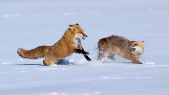 Lam, Gavin: Volpi rosse che si inseguono e giocano sulla neve...