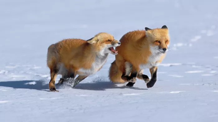 Lam, Gavin: Volpi rosse che si inseguono e giocano sulla neve...