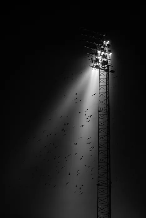 Løndal, Leif: The Birds