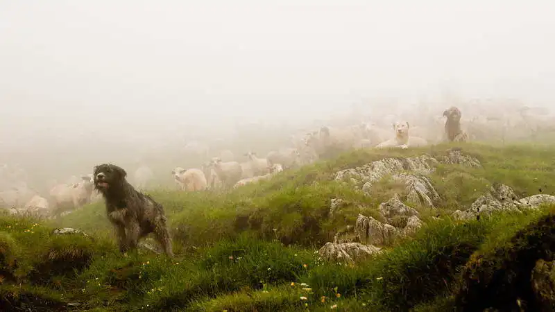 Zuzana a Josef Havlin: Sheep dog in the fog
