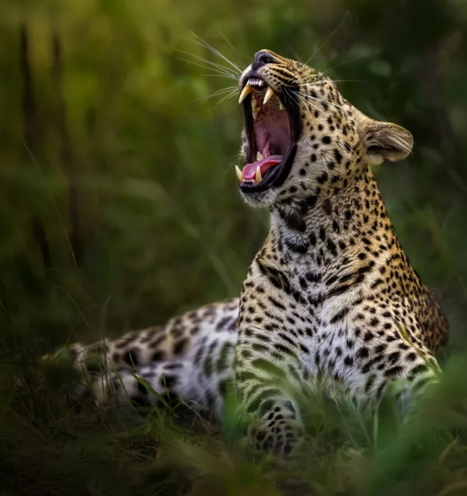Abuaisheh, Yousef: Leopard yawn