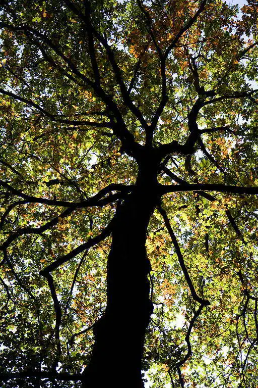Zuzana a Josef Havlin: Tree silhouette