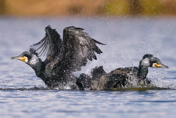 Manusevich, David: Cormorani